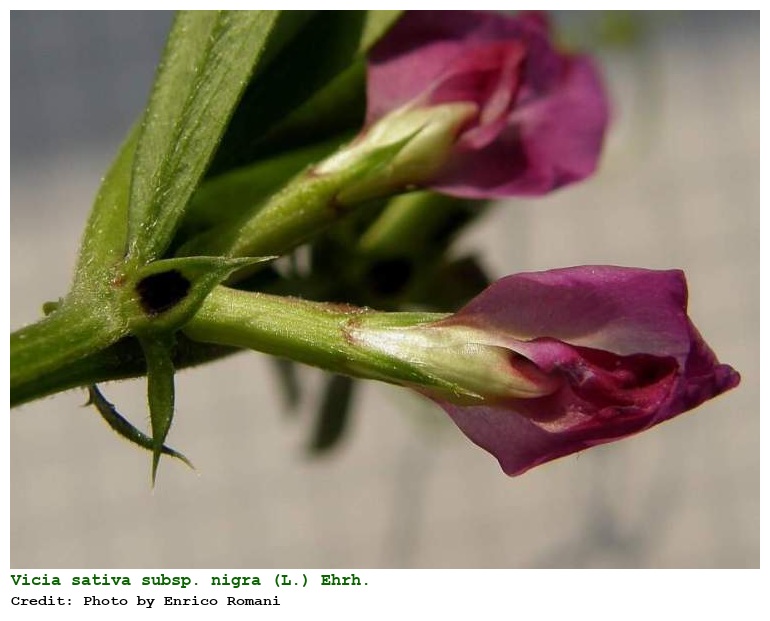 Vicia sativa subsp. nigra (L.) Ehrh.